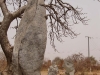 l'esprit du Baobab