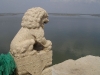 Le lion veille