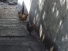 Les poules