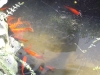 poissons rouges et toile d'araignée