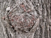 bourgeons de novembre
