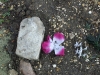 Montreuil (5)